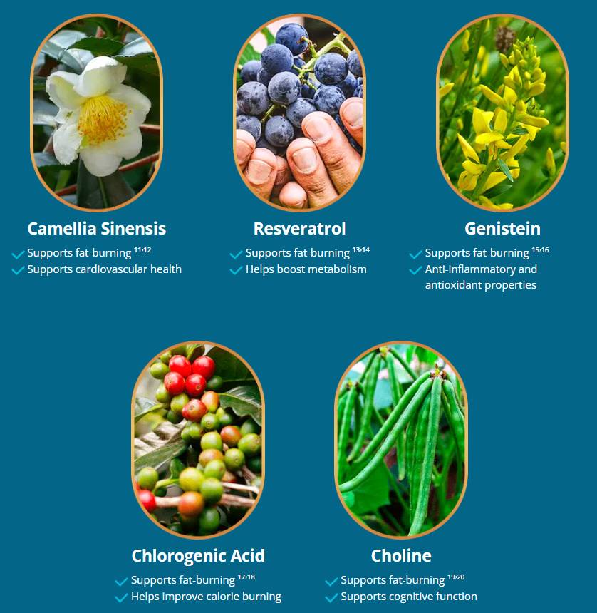 Liv Pure Supplement Facts